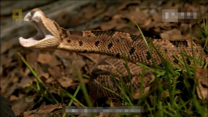 跳跃矛头蝮:体型小,毒牙短,毒性不强,却可以跳起来远距离咬人
