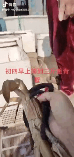 大年初四,温州有人捕到超级大猷蠓!重3斤