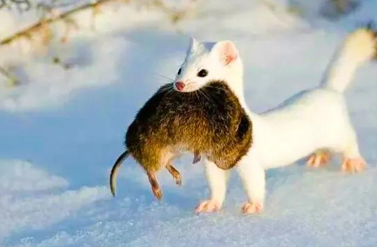 "食脑魔"现身新疆森林,长相可爱,每年却能吃掉3000只老鼠