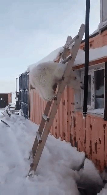 村庄里跑来北极熊幼崽,大胆不怕人,一招手就靠过来