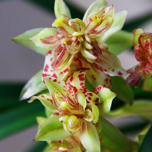 奇特而高雅的兰花—梨山狮王,比绿萝好养,比桂花更香