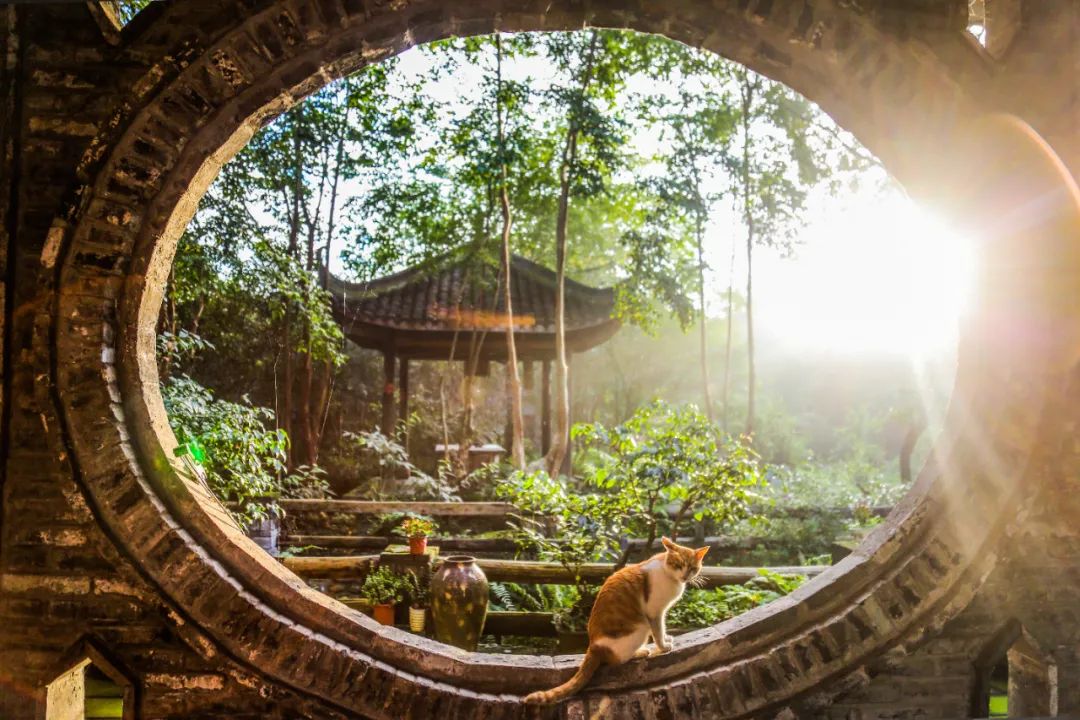 重访鹭鸟庄园:被媒体捧红后,继续孤独打造乐园