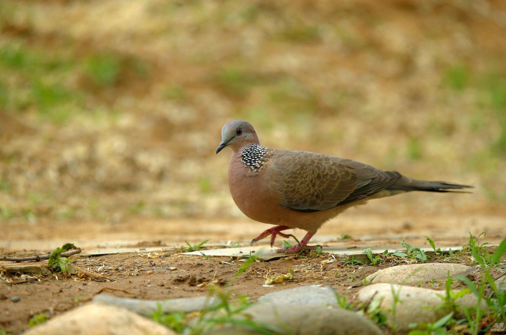 斑鸠一次下几颗蛋?