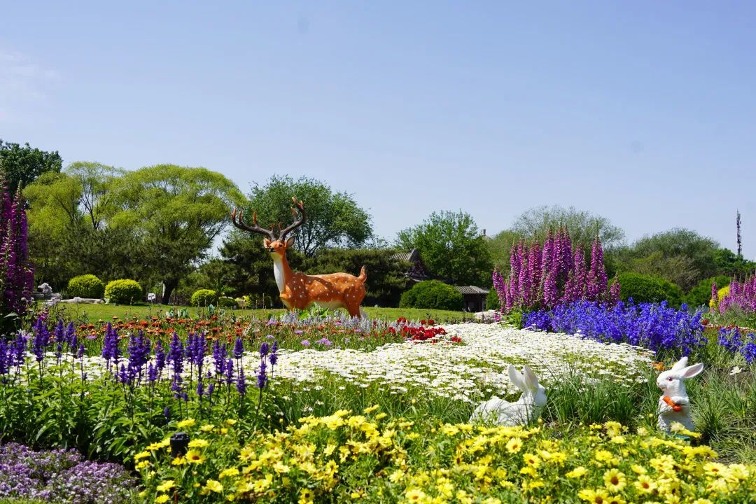 花韵石景山!夏日限定花海等你来赏