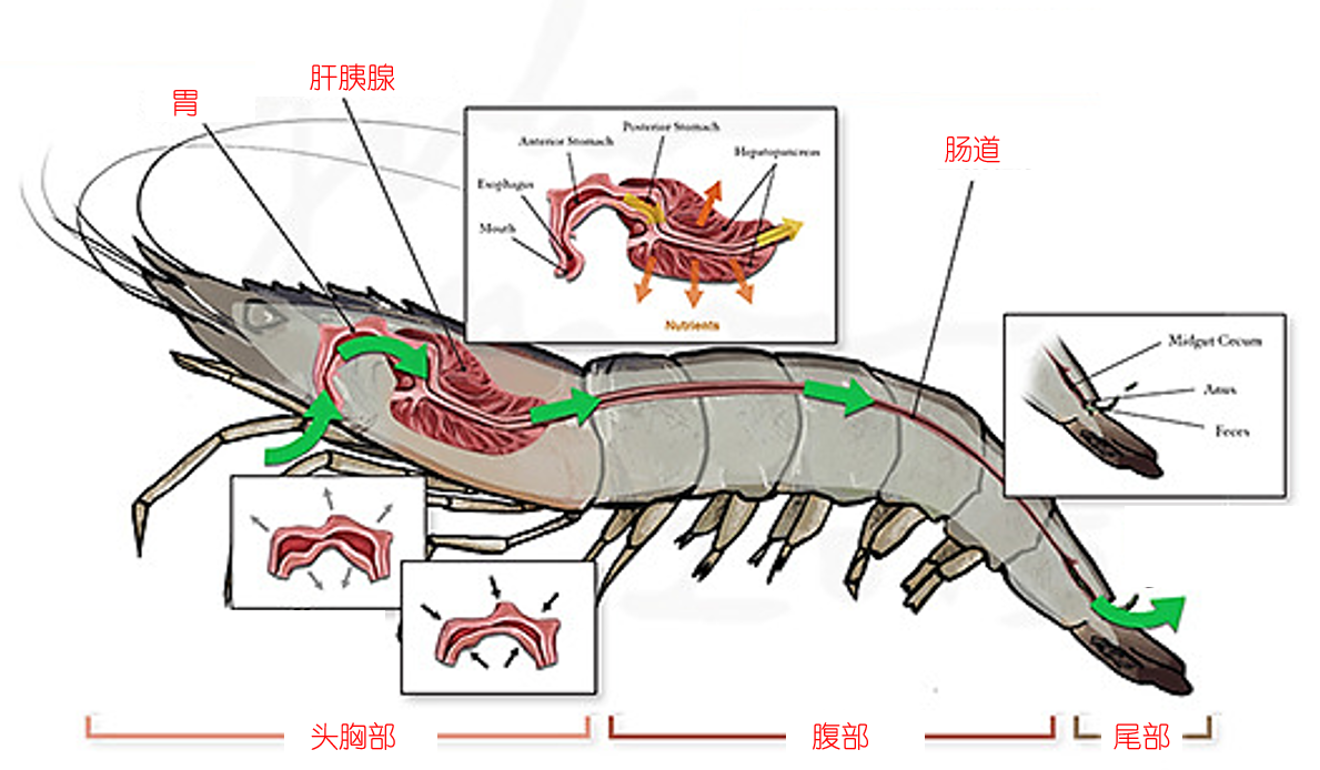 虾的构造图 器官图片