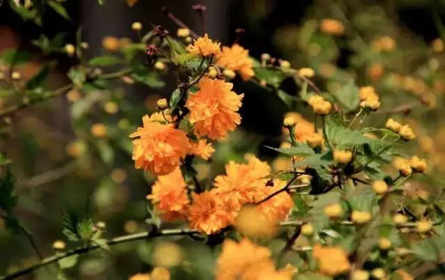 花園植物小百科|你的花園到底適合種什麼植物?對症下藥是關鍵