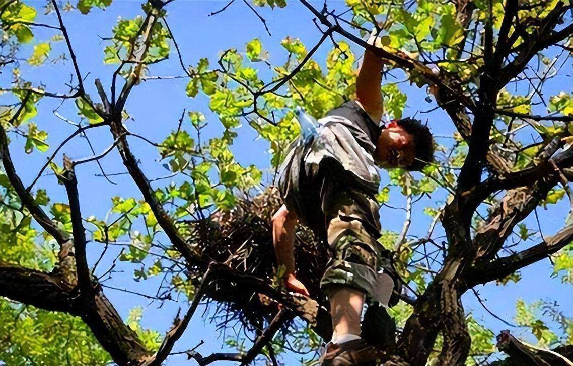 1978年,3个小孩去掏鸟窝,没想到竟发现价值50亿的千年珍宝