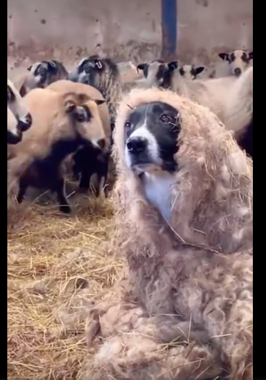 一只长着狗头的"羊",你见过吗?