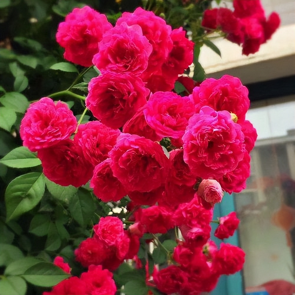 阳台虽小,但是也很漂亮!种上两株甜蜜红木香,香气浓,花色娇艳