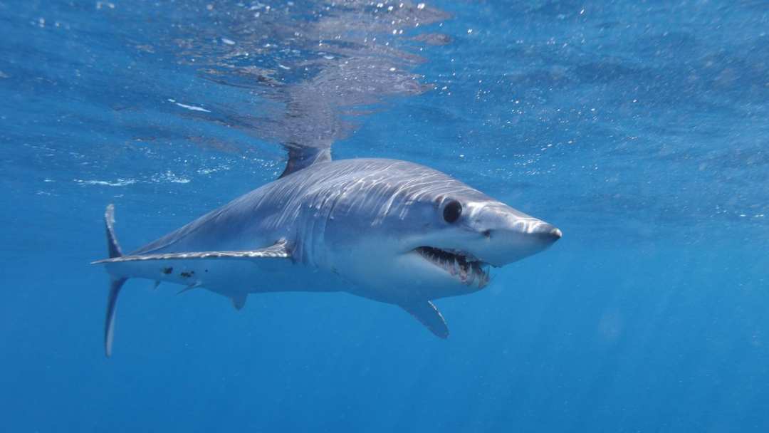 创魔灰鲭鲨图片