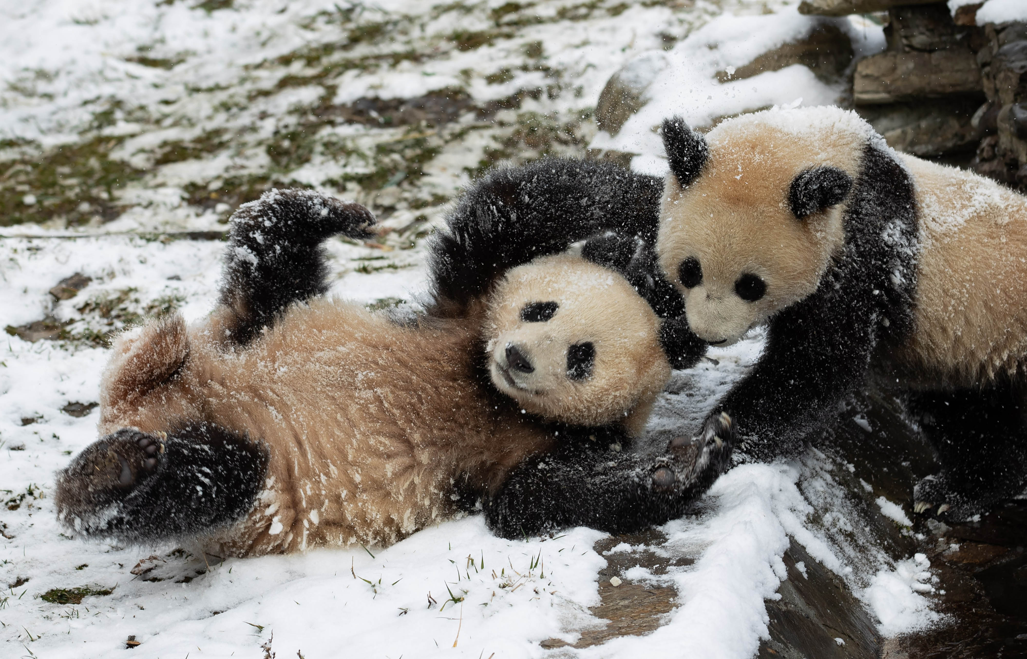 大熊猫下雪图片