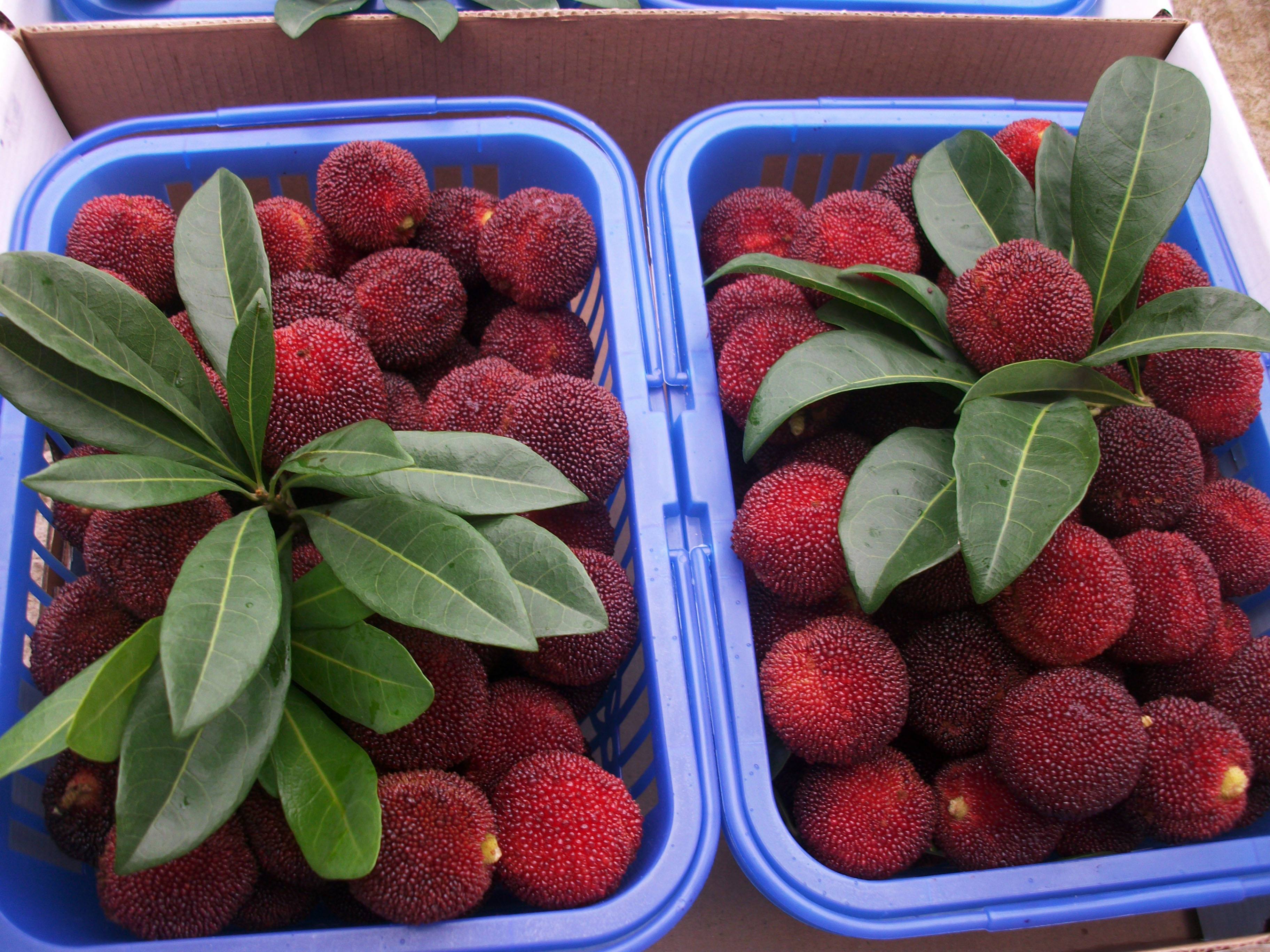 知道吗?东魁杨梅乒乓球大