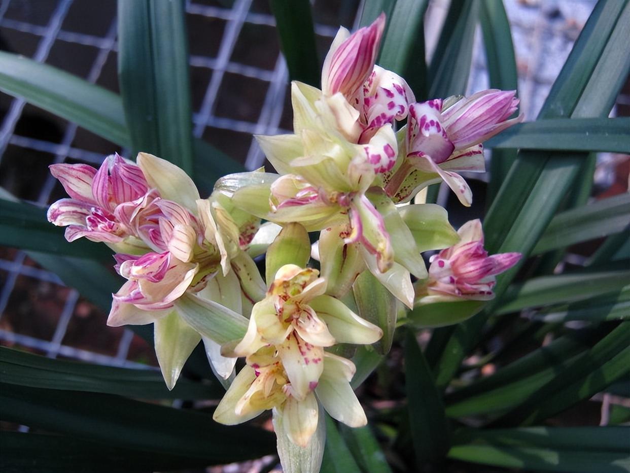 以奇特而闻名的兰花,富山奇蝶,比绿萝还好养,香气馥郁