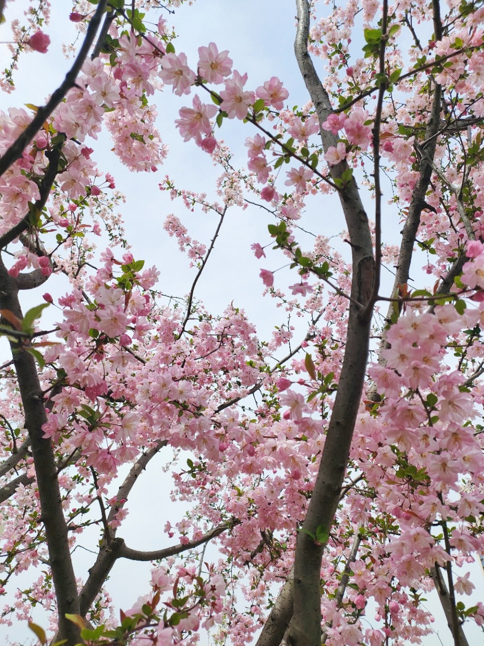 有种冰清玉洁的美人的感觉!不管是垂丝海棠还是西府海棠!