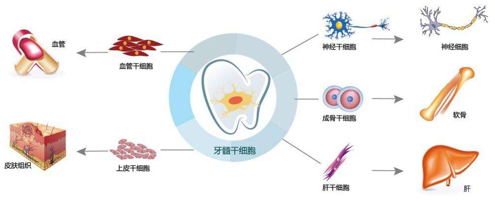牙髓间充质干细胞图片