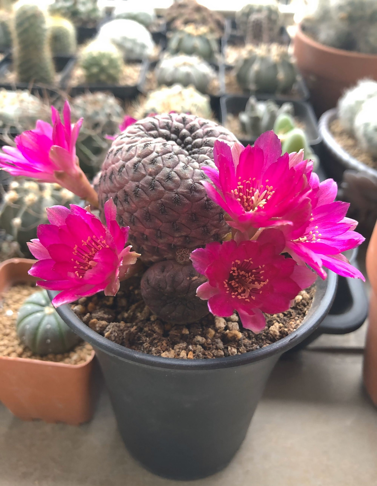 奇特植物志—仙人球"紫丽丸 ",球体像荔枝,还会开出亮的花朵