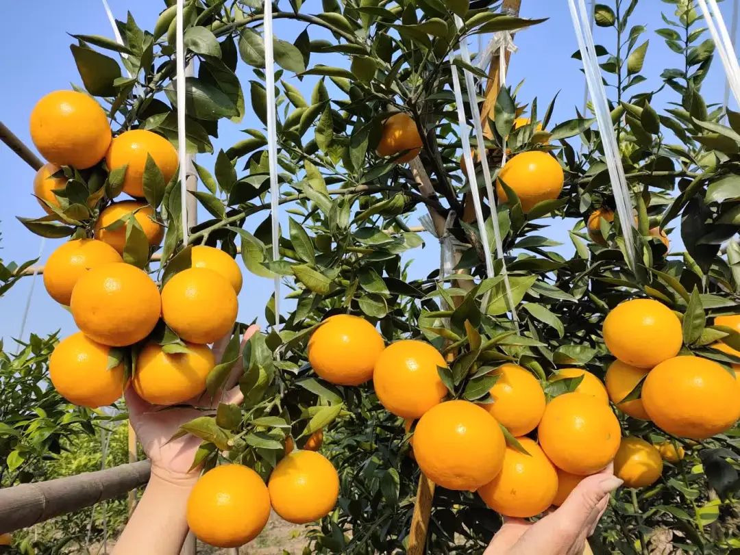 犍为:"c"味出道——"黄美人"