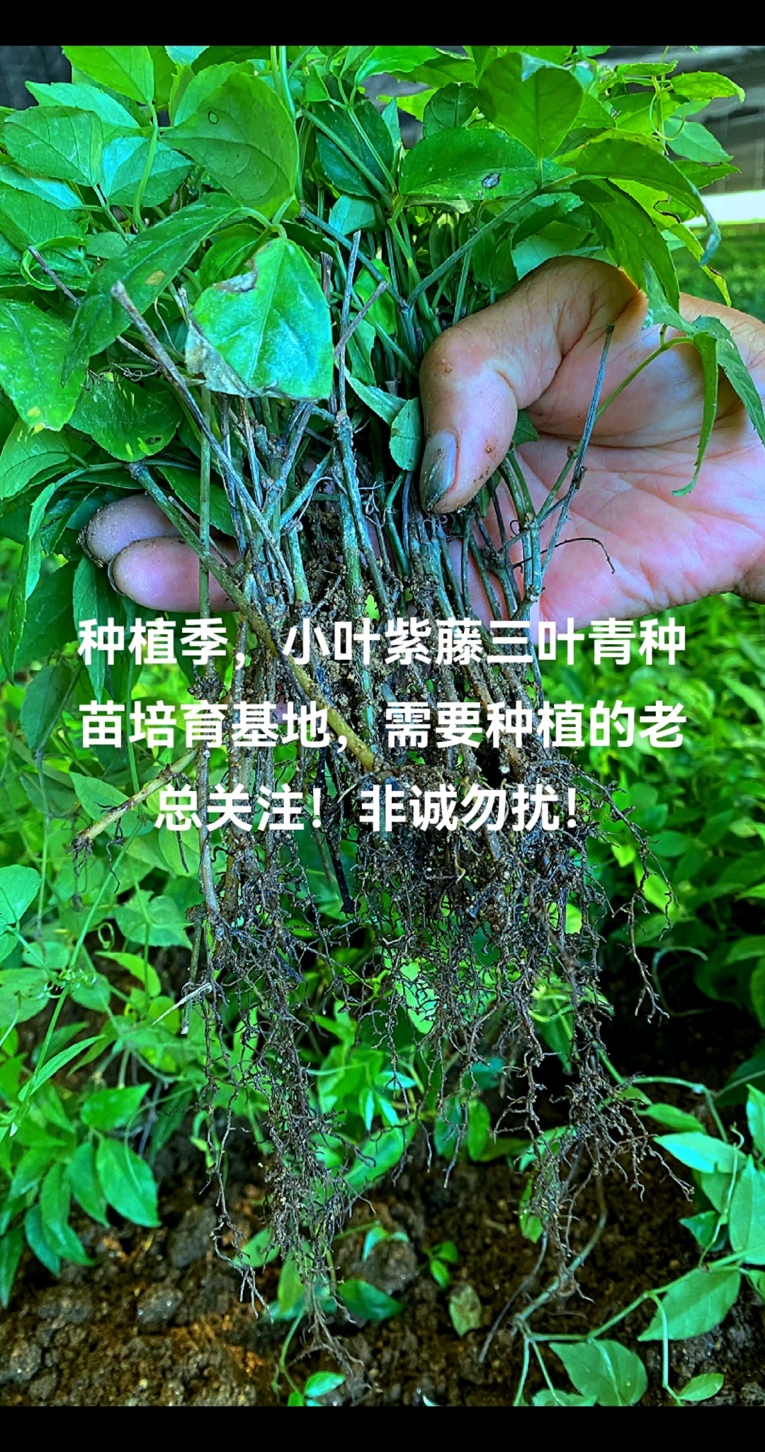 小叶紫藤三叶青,人体天然的抗生素可以了解一下