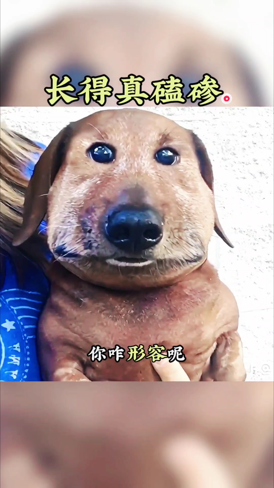 长的是真磕碜呀!