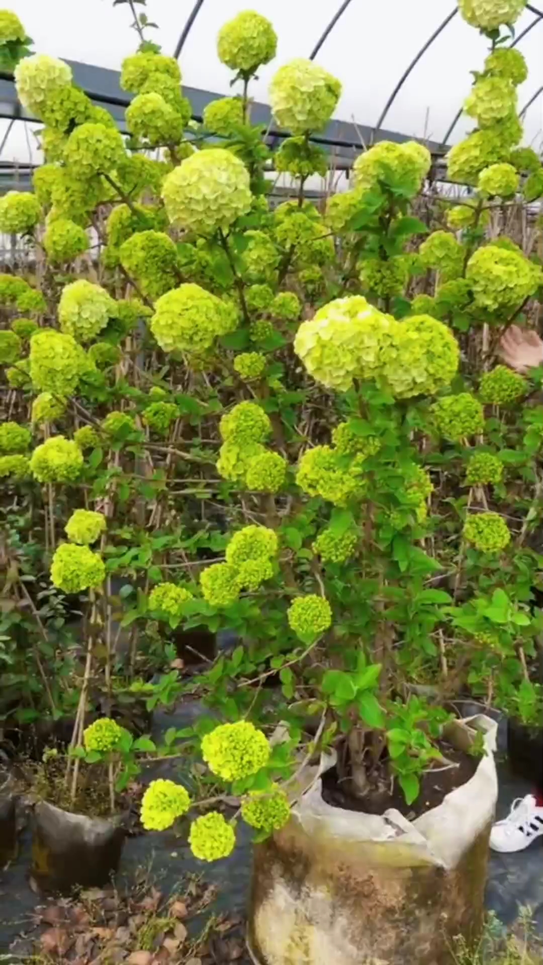 中华木绣球又名斗球花开如斗耐寒耐旱南北方都可以栽植