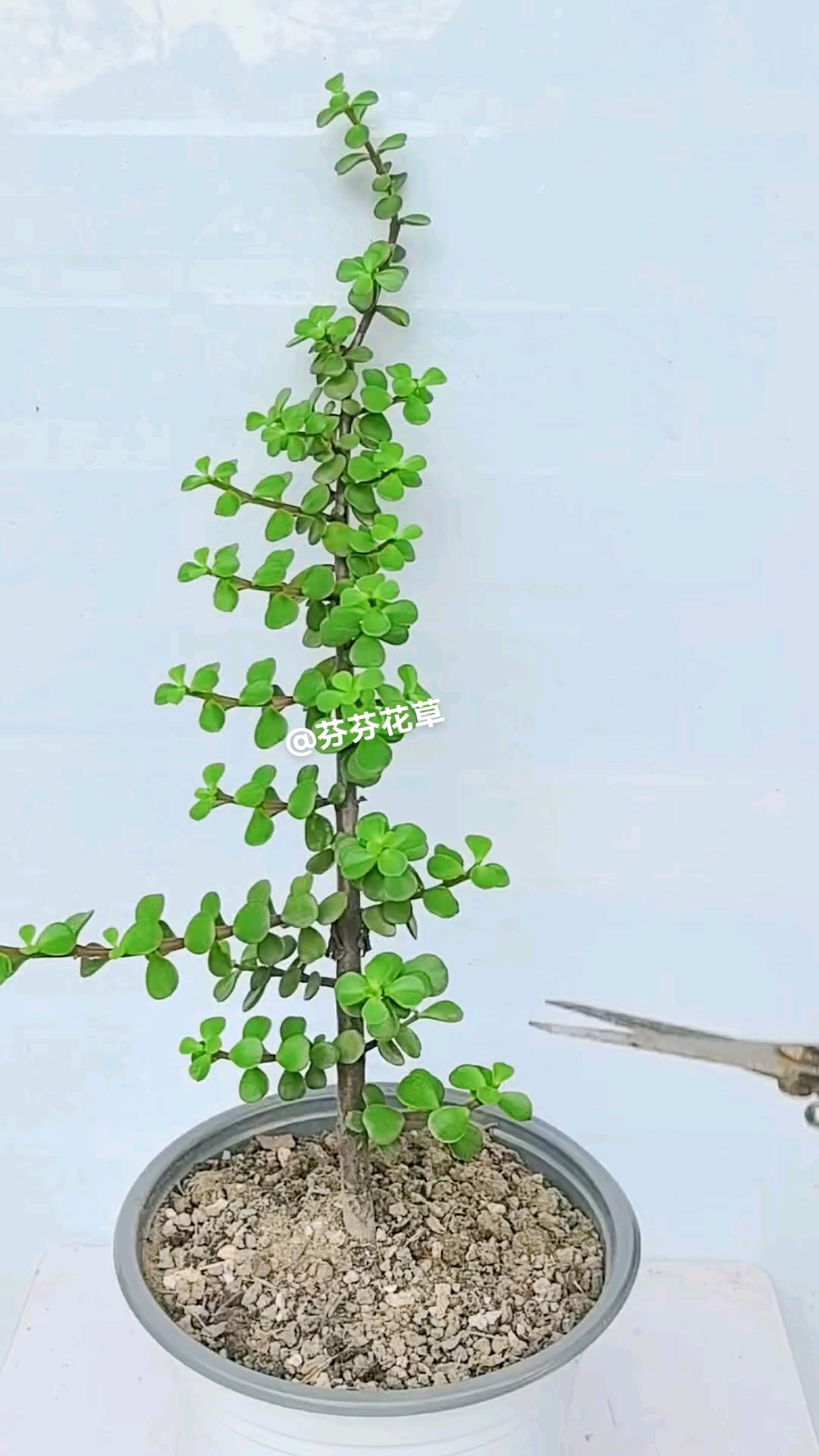 金枝玉叶要多修剪.