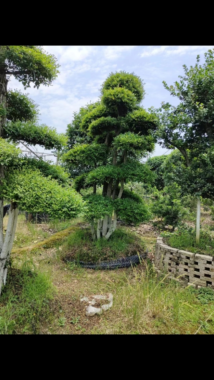 湖南造型赤楠#浏阳赤楠基地#高档赤楠桩景#园艺#花园设计