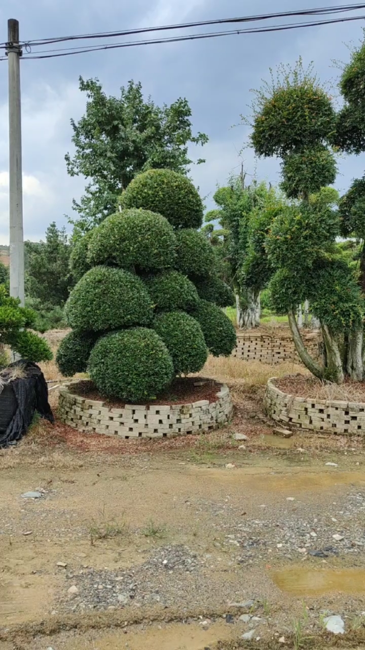 高档庭院别墅小区公分景观树造型红芽小叶赤楠