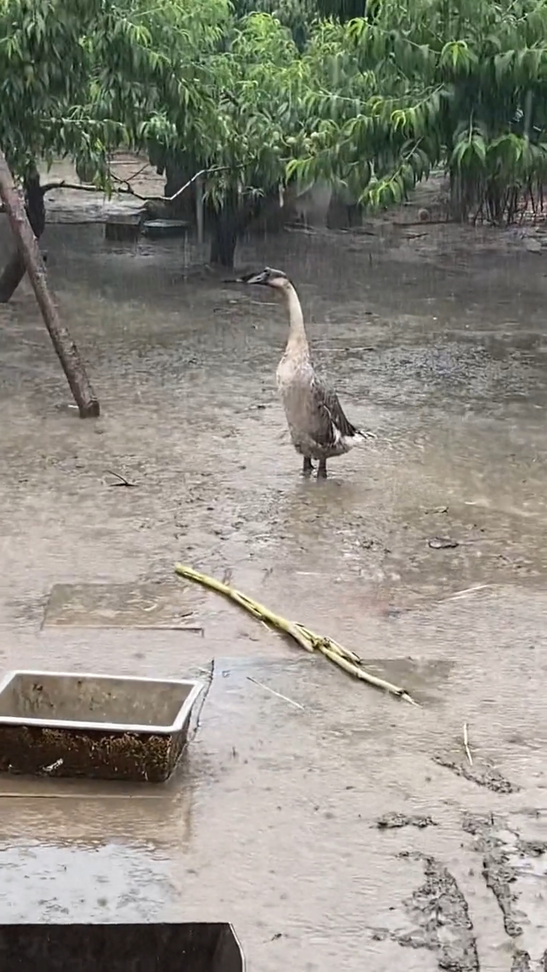 鸭子淋雨