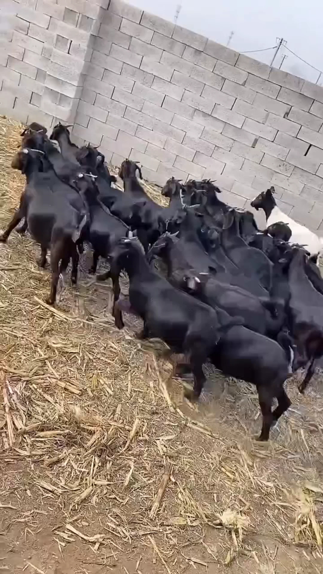 精品贴身短毛黑山羊头胎怀孕母羊一窝可生三到四只羊仔喜欢的老板