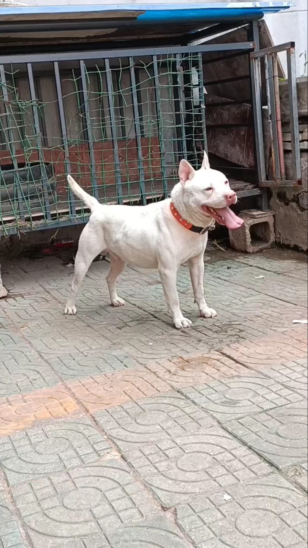 下司犬短毛种公金刚