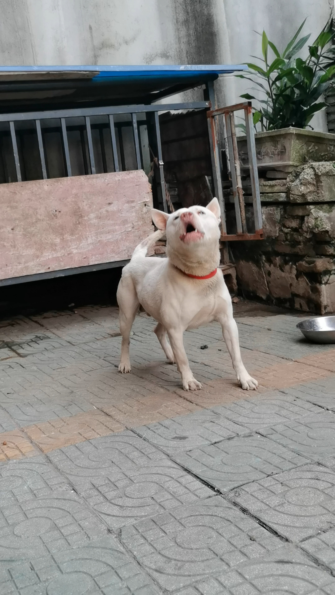纯短毛下司犬种公金刚