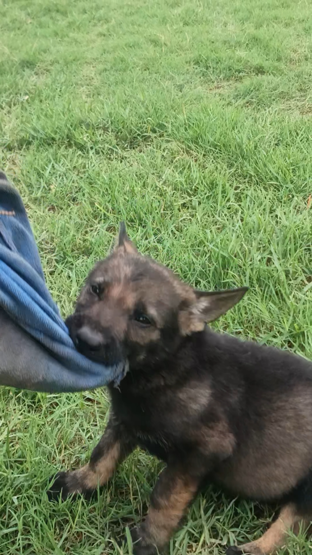 昆明犬狼青幼犬图片