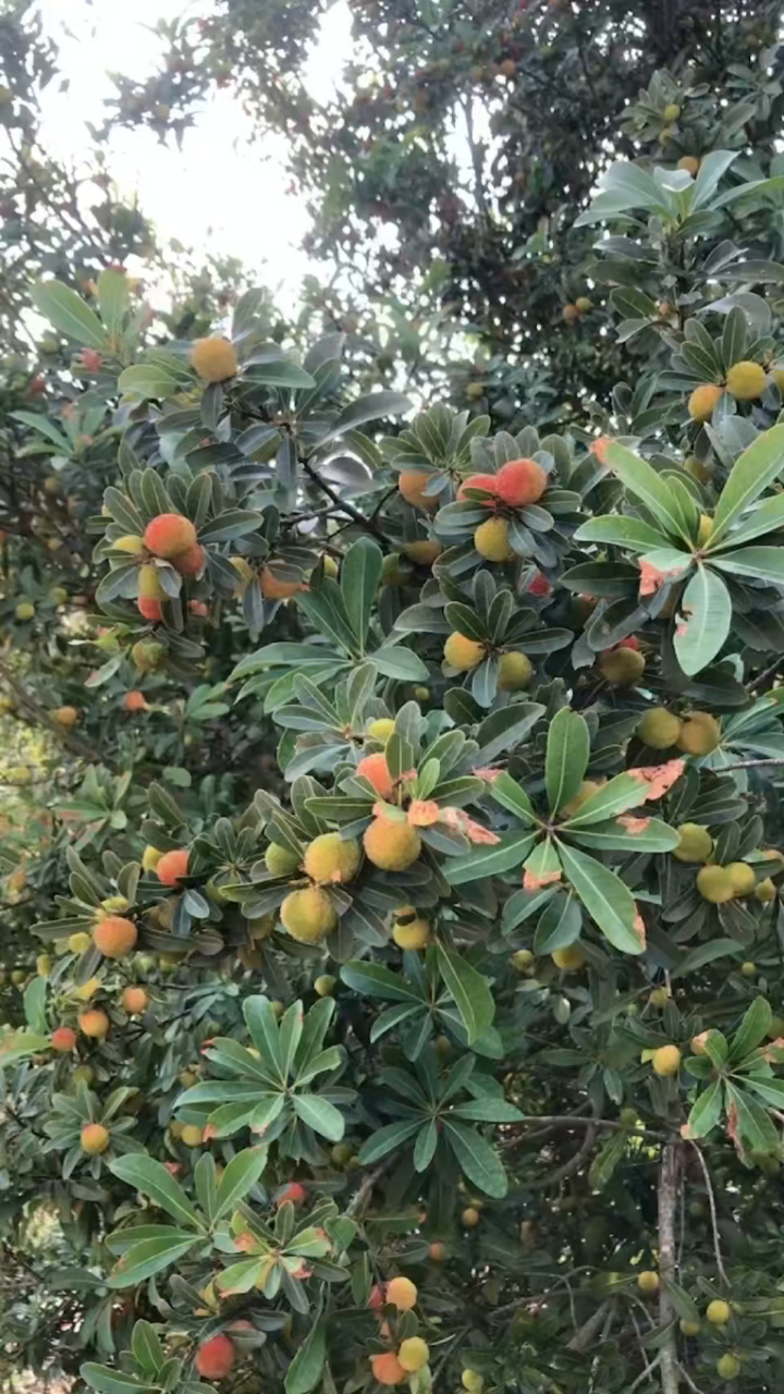 摘杨梅喽!酸溜溜的