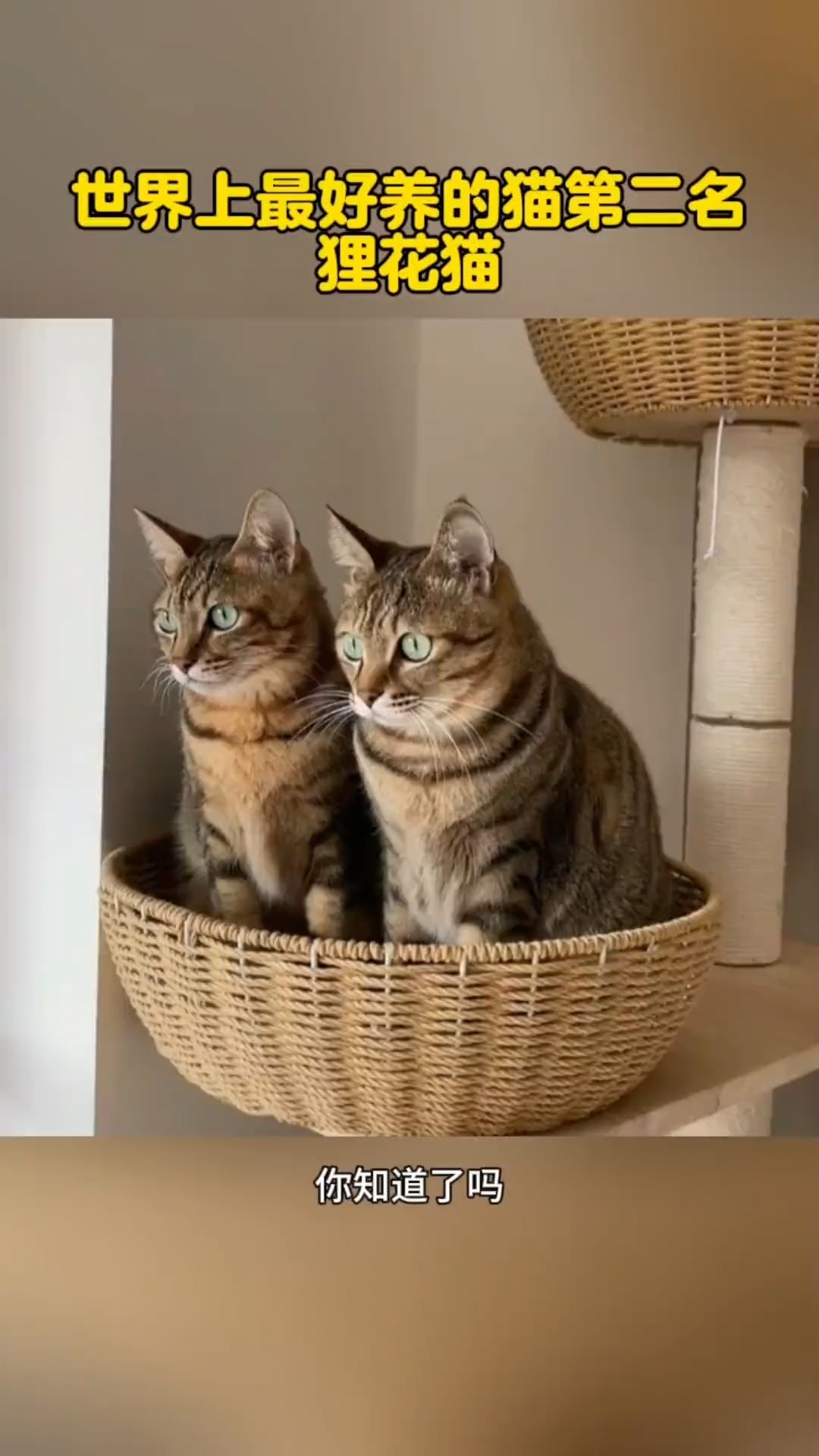 世界上最好养的猫第二名狸花猫