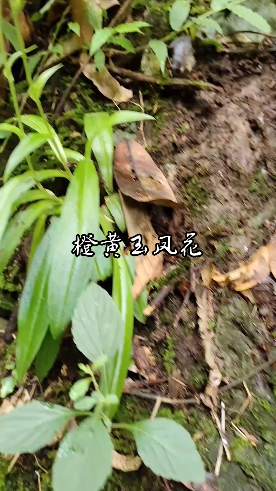 橙黄玉凤花,可惜错过了它漂亮的花期!