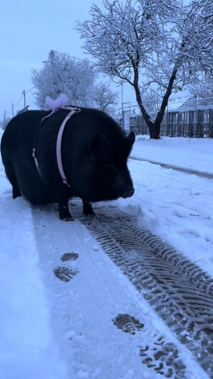 猪为什么胖