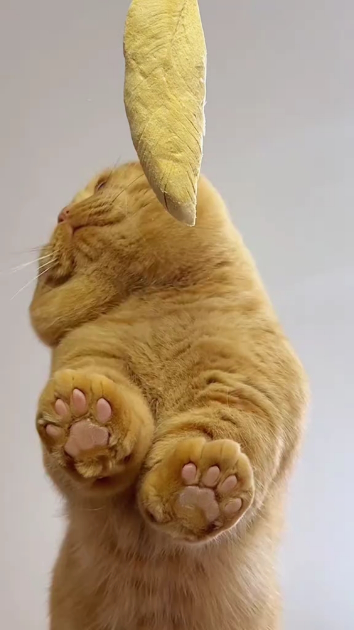 高清视觉拍摄胖黄猫吃榴莲
