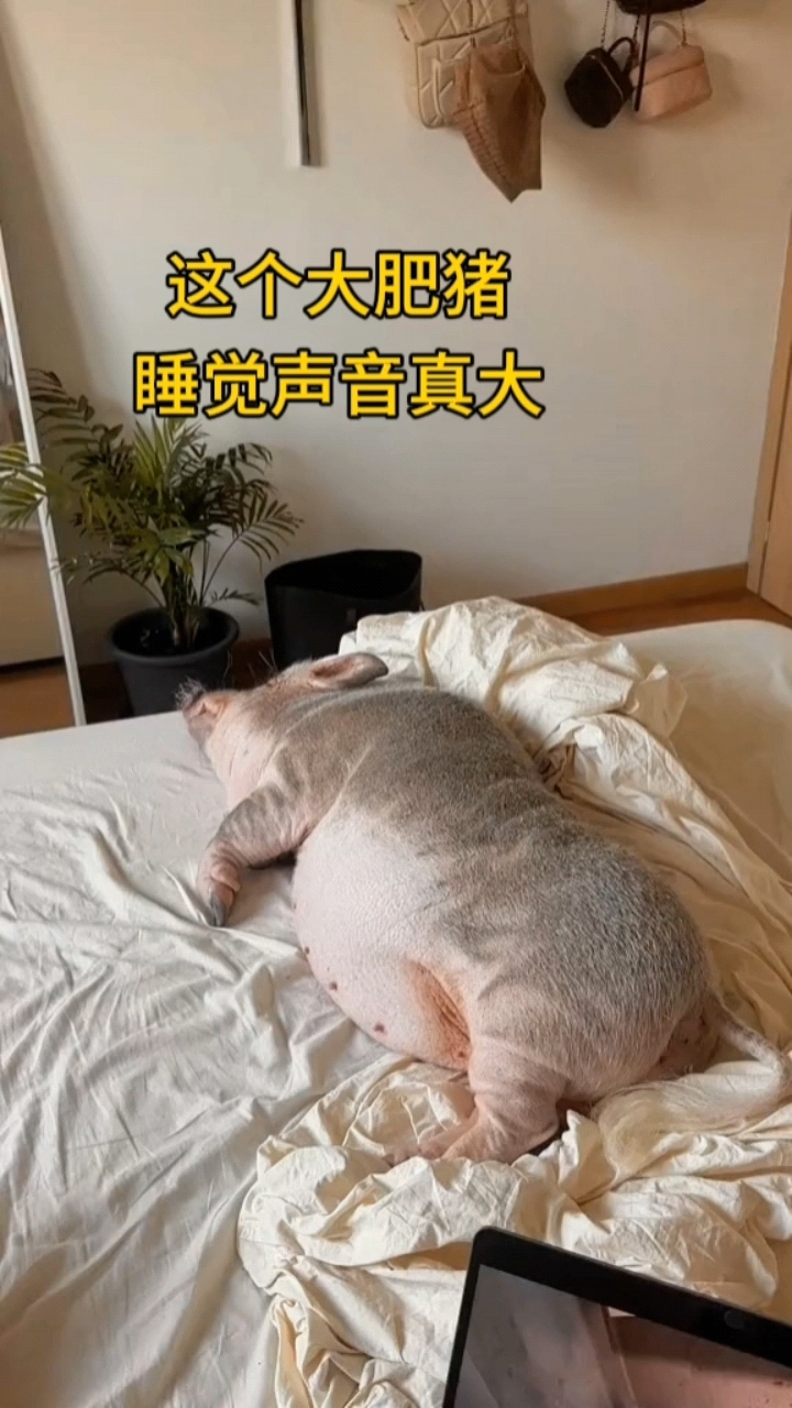 这头肥猪睡觉声音真大