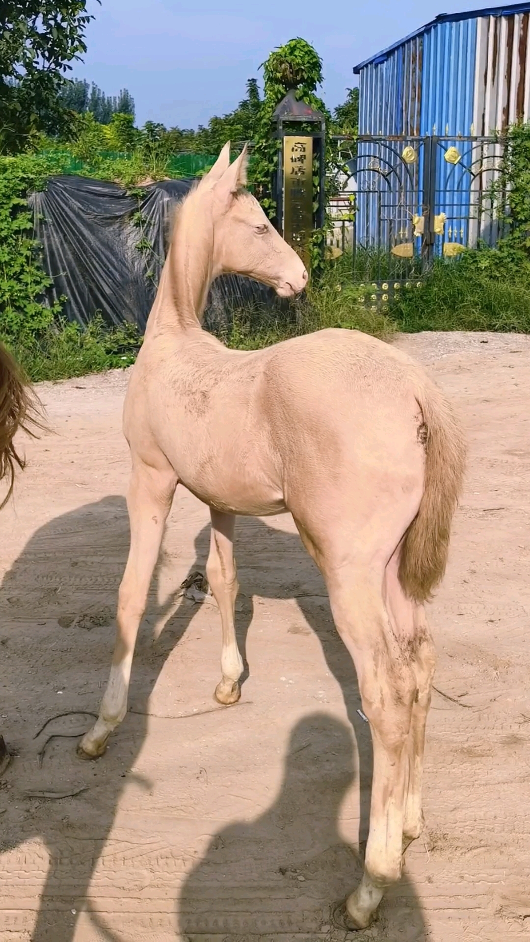 纯种汗血宝马小马驹国宝级汗血宝马腾云白龙驹的儿子