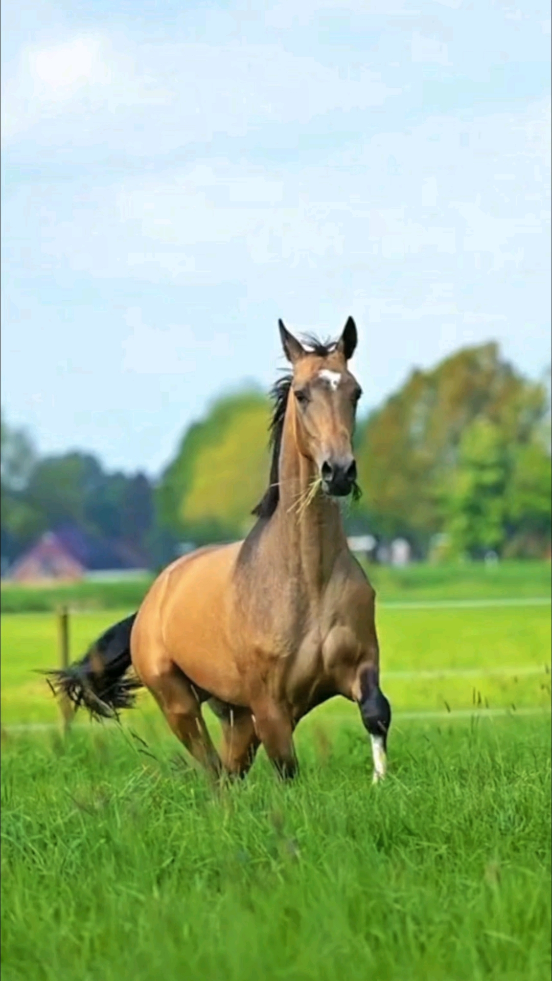 纯种汗血宝马阿哈尔捷金马