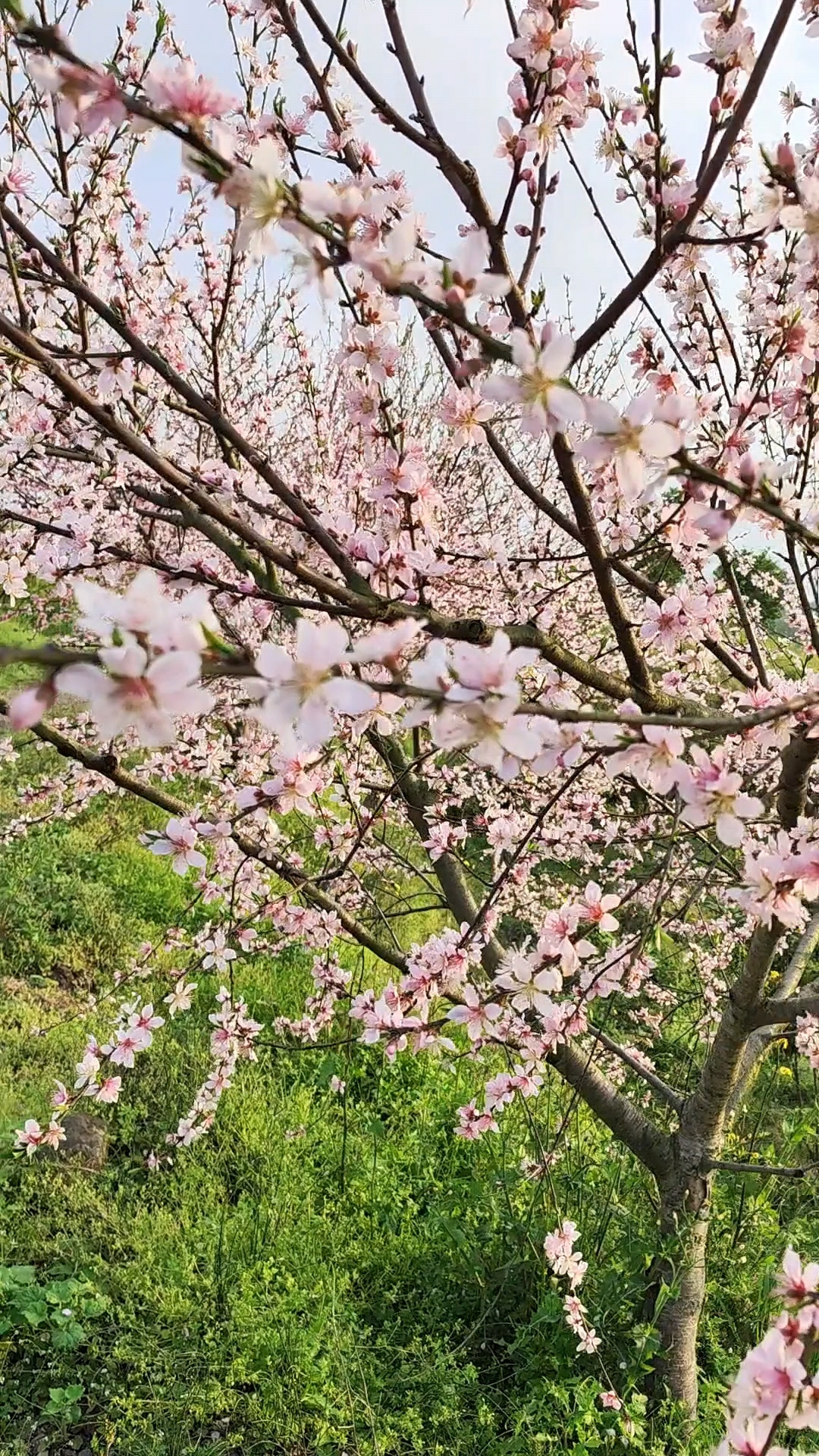 三月桃花开