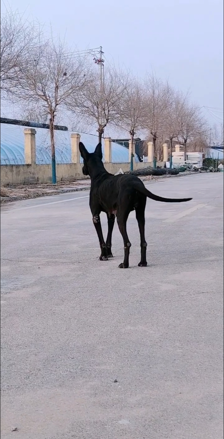 黑狼幼犬特征图片