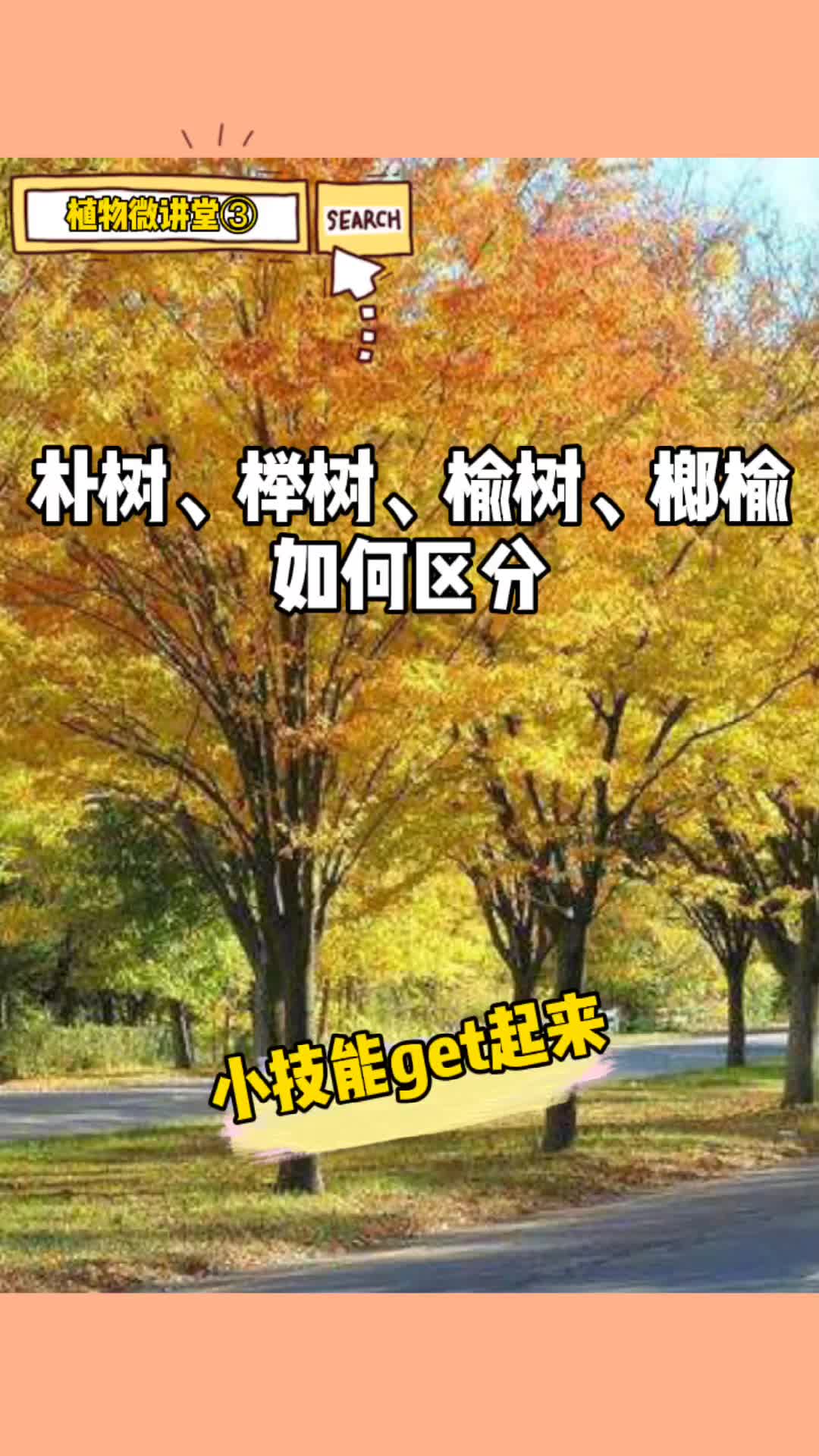 朴树,榉树,榆树,榔榆如何区分