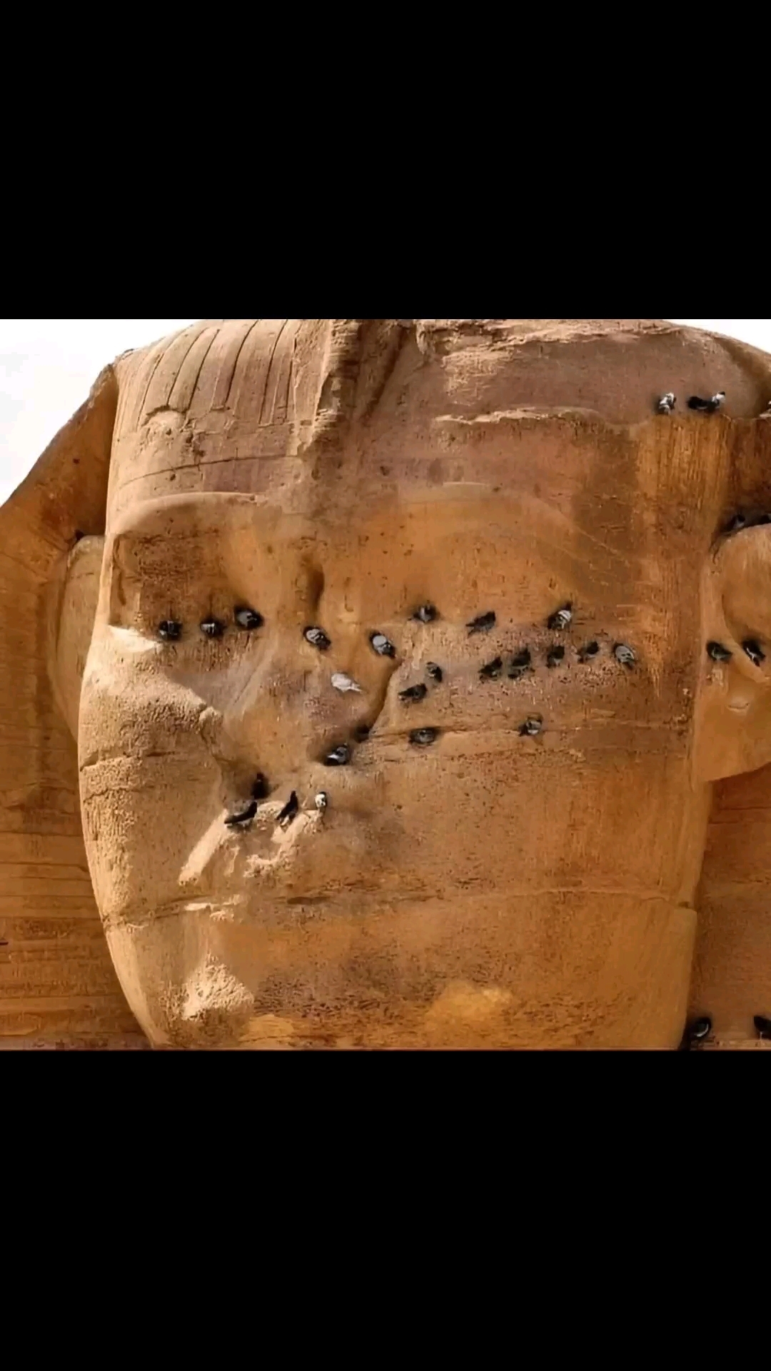 狮身人面像的鼻子怎么了?