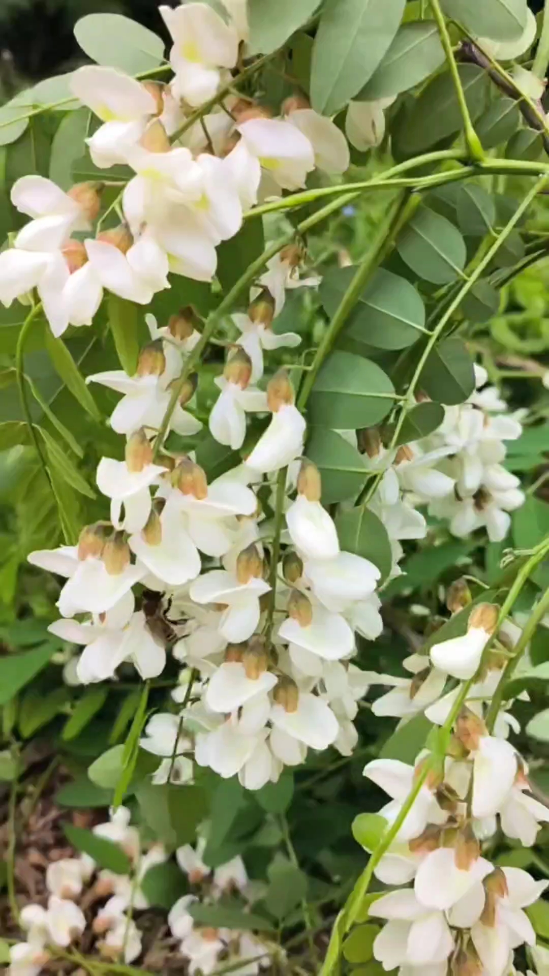 洋槐花烘干,知道有啥用卜?