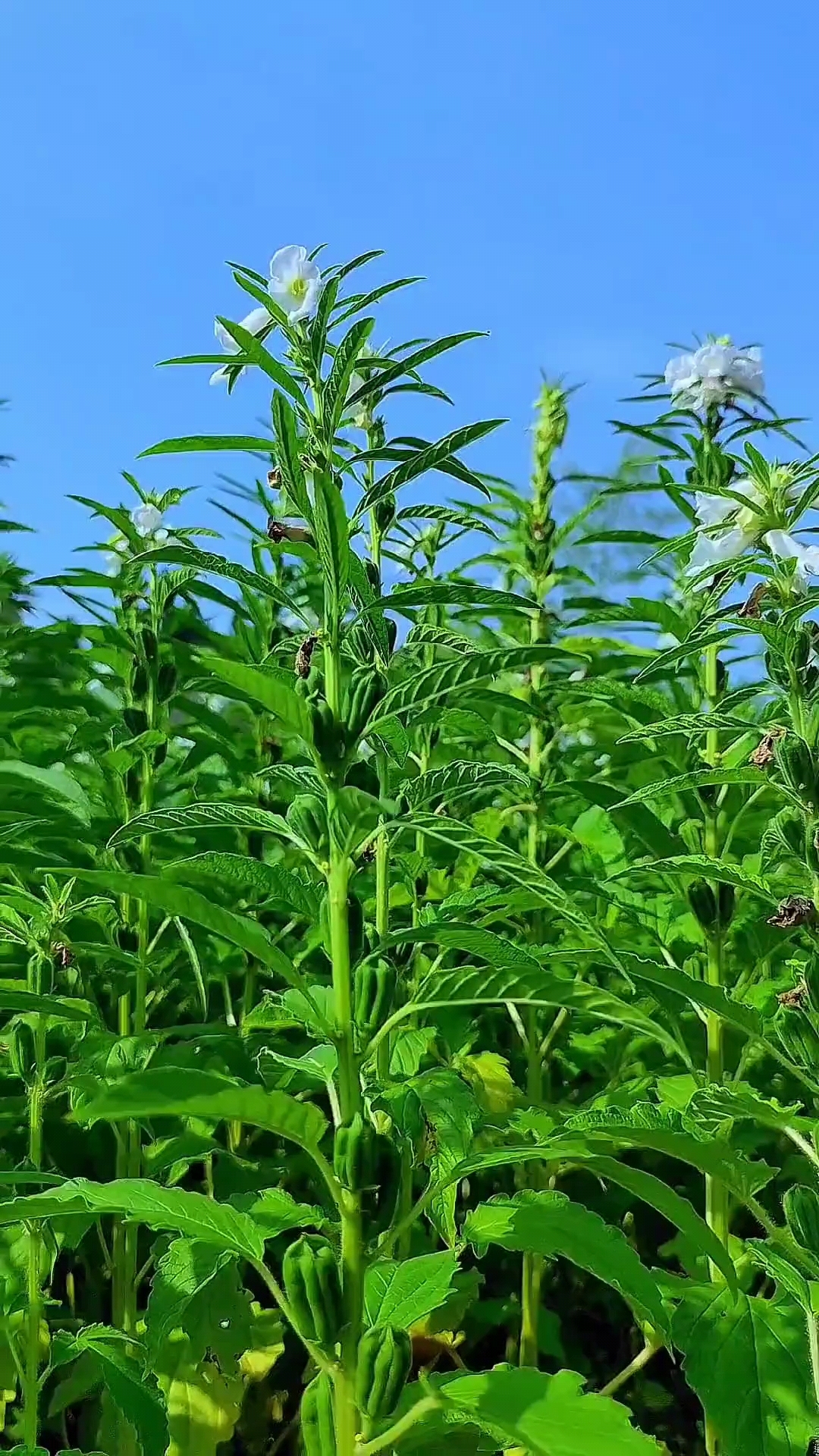 芝麻植物图片大全图解图片