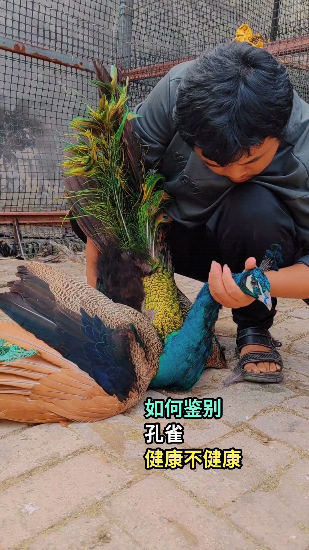 这只孔雀的头怎么了