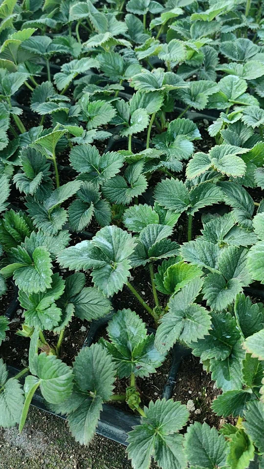 隋珠香野草莓苗穴盘种苗,口感纯甜的早熟草莓苗品种