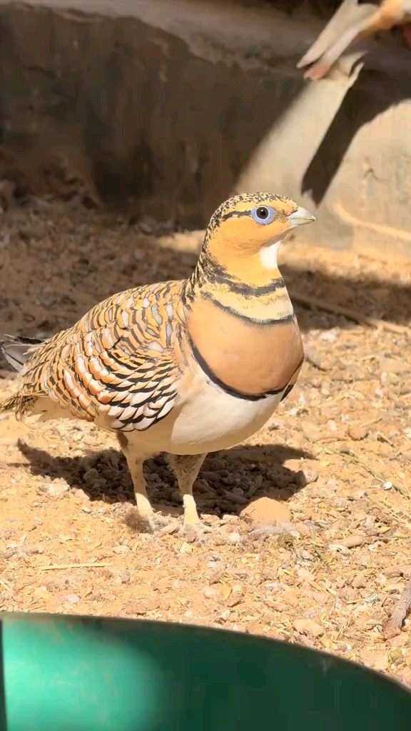 白腹沙鸡养殖 沙鸡饲养