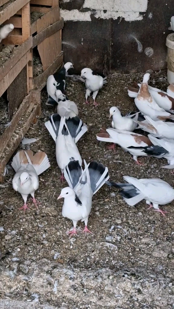 尼古拉蝶舞鸽子 观赏鸽